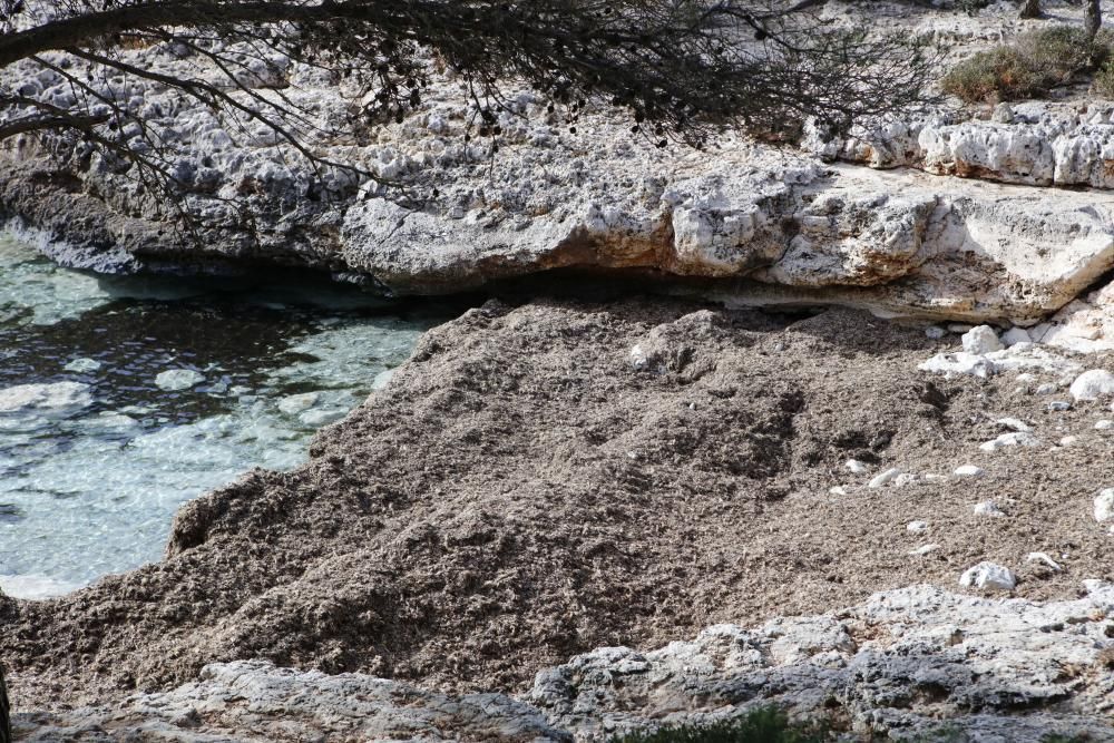 Caló del Borgit.