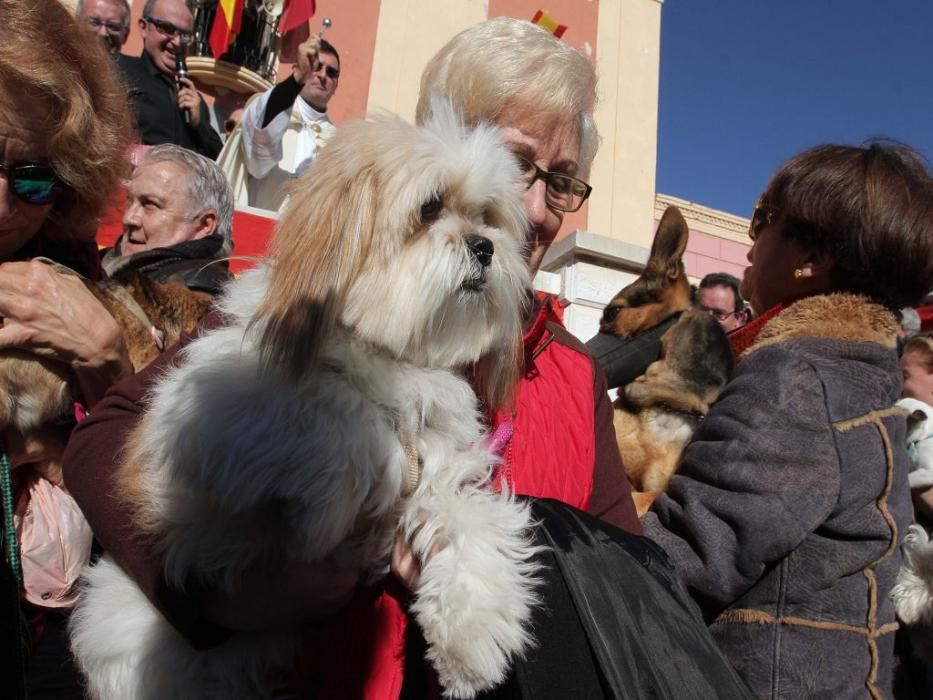 Los vecinos de Cartagena se han acercado junto a sus mascotas a recibir la bendición