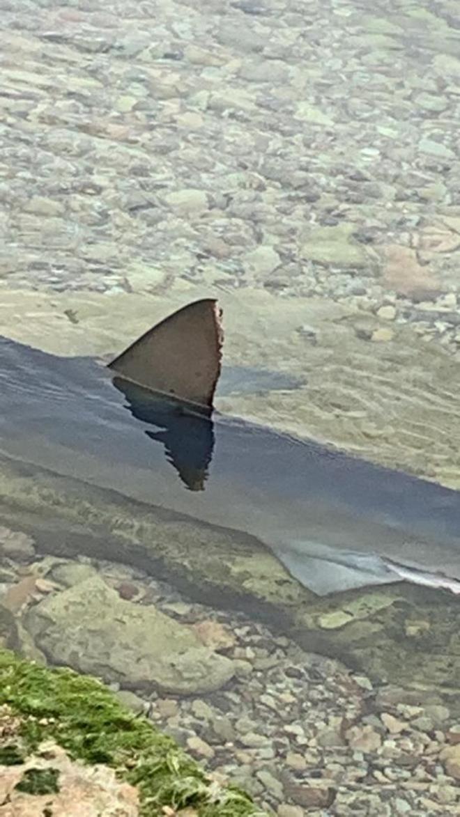 Aparece un tiburón de dos metros en una playa de Ibiza.