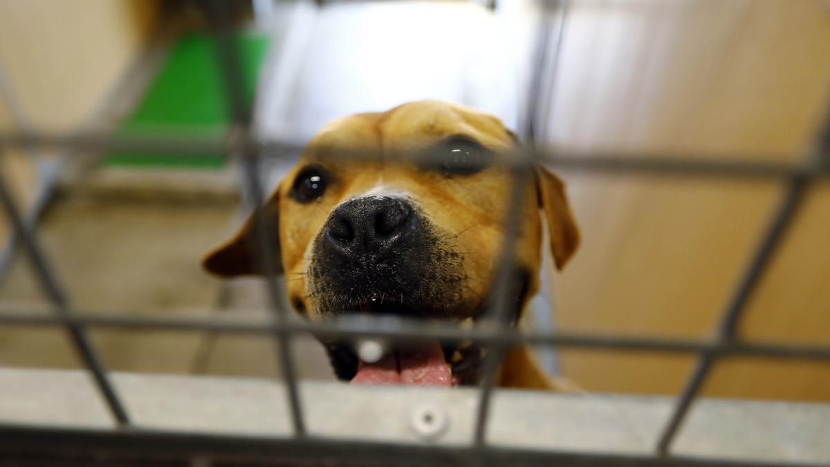 Los refugios municipales tienen cada vez más perros en sus espacios.