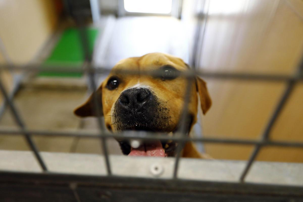 Los refugios municipales tienen cada vez más perros en sus espacios.