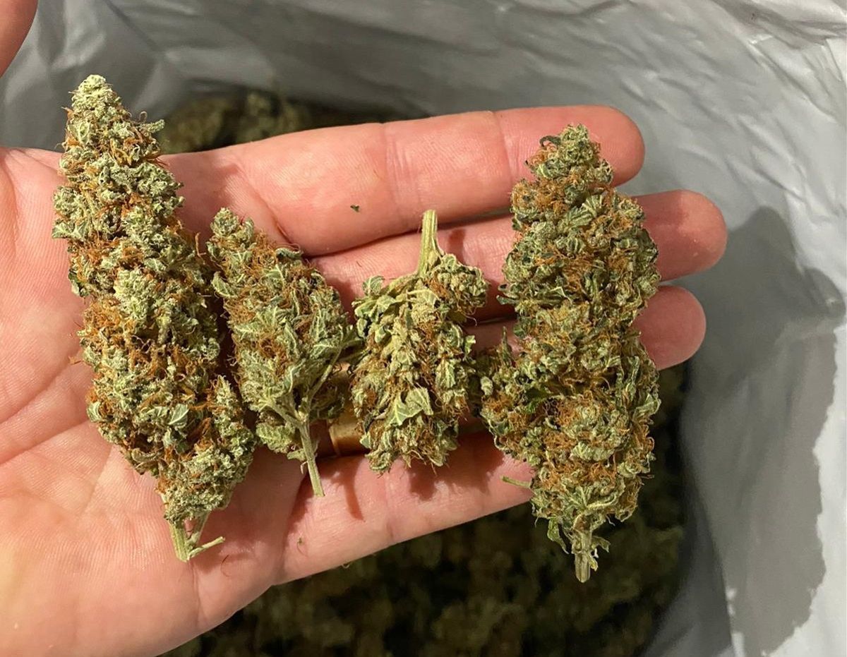 Un puntero muestra la mercancía que ha ido a comprar para venderla en un club cannábico.