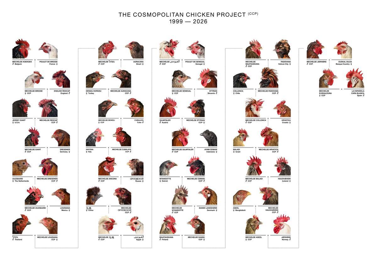 Evolución del 'Cosmopolitan Chicken Project'.