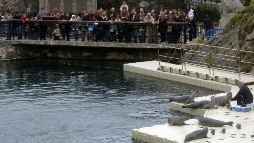 Actividad de alimentación de focas en el Aquarium.