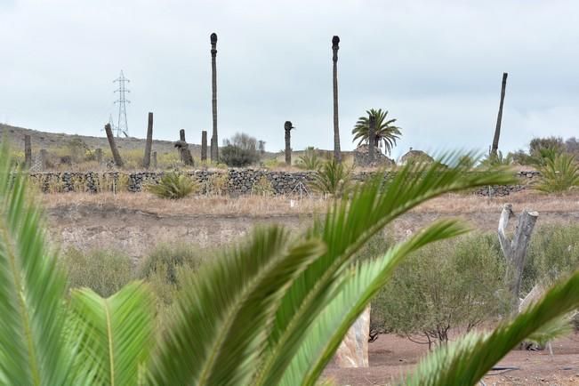 PALMERAL ENFERMO EN EL LAZO Y EL FONDILLO