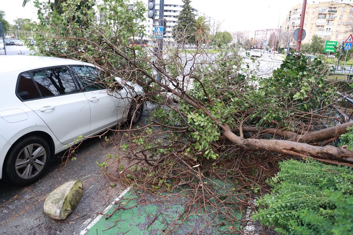 Imagen de ramas caídas en Sevilla Este.
