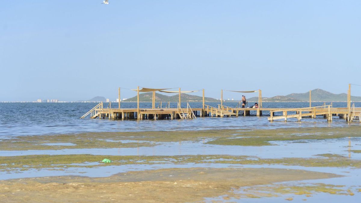 Algas y fango en una de las playas de Los Urrutias, en el Mar Menor, en una imagen tomada este lunes por la tarde.