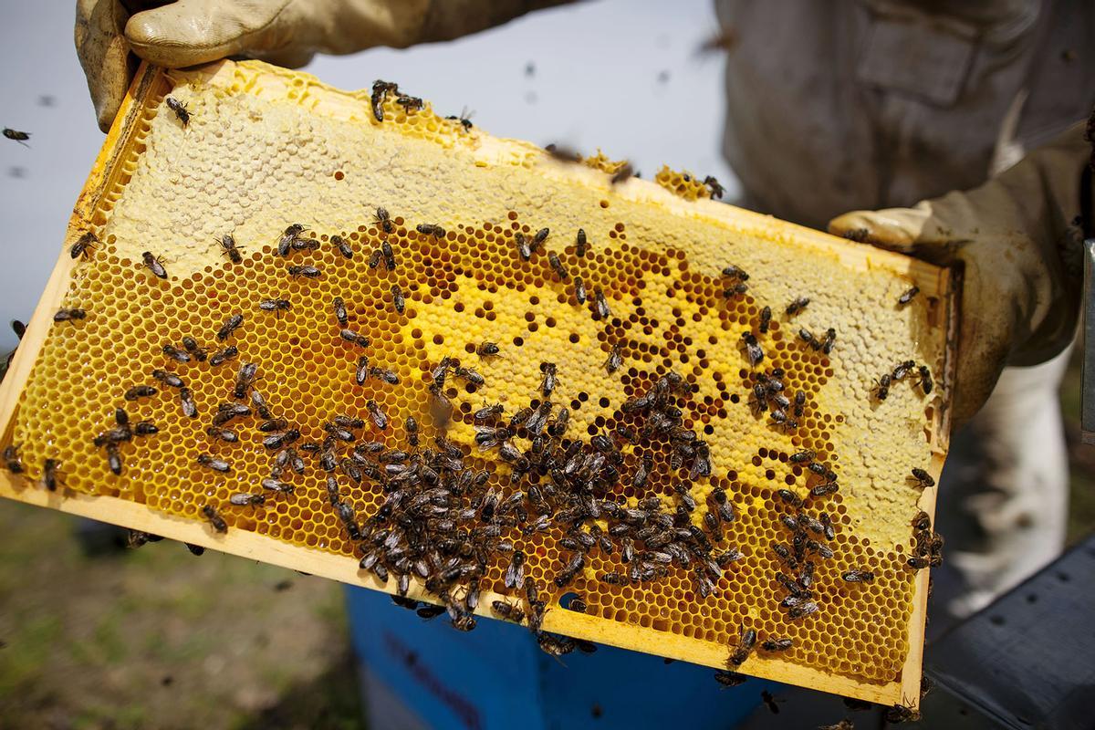 La mel empordanesa és de molta qualitat