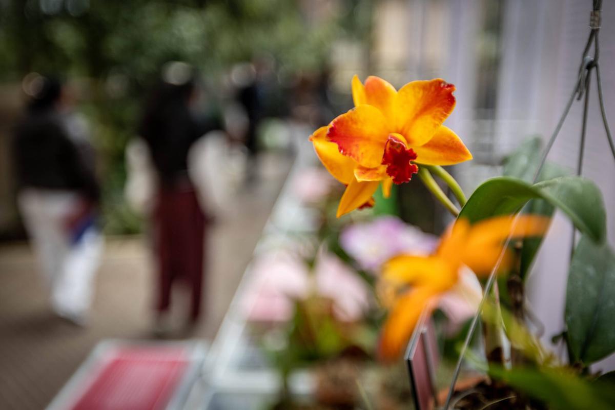 Una cattleya, una flor, desde la perspectiva humana, de pétalos muy explícitos