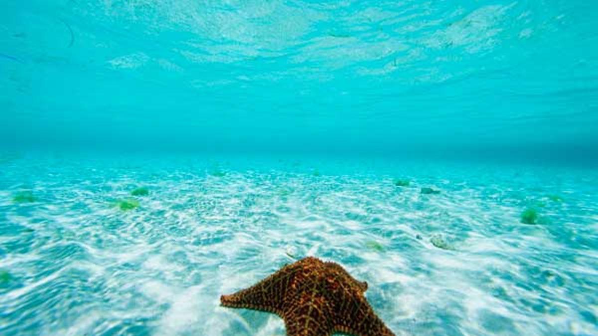 Estrella de mar en el Mar Caribe en Belize