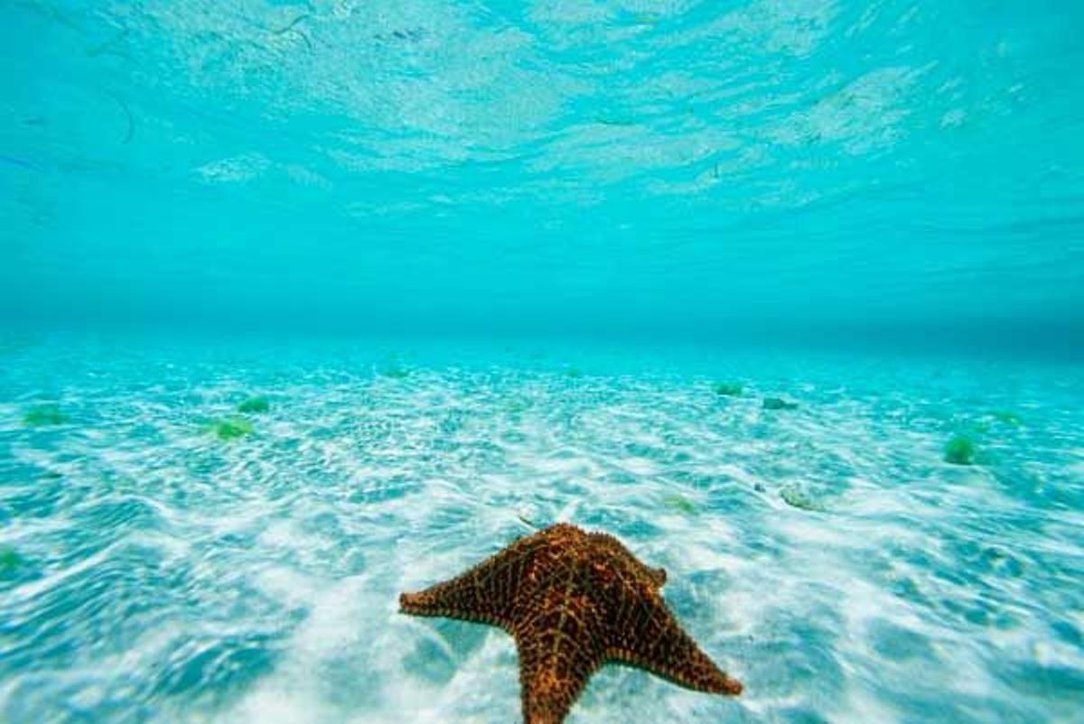Estrella de mar en el Mar Caribe en Belize