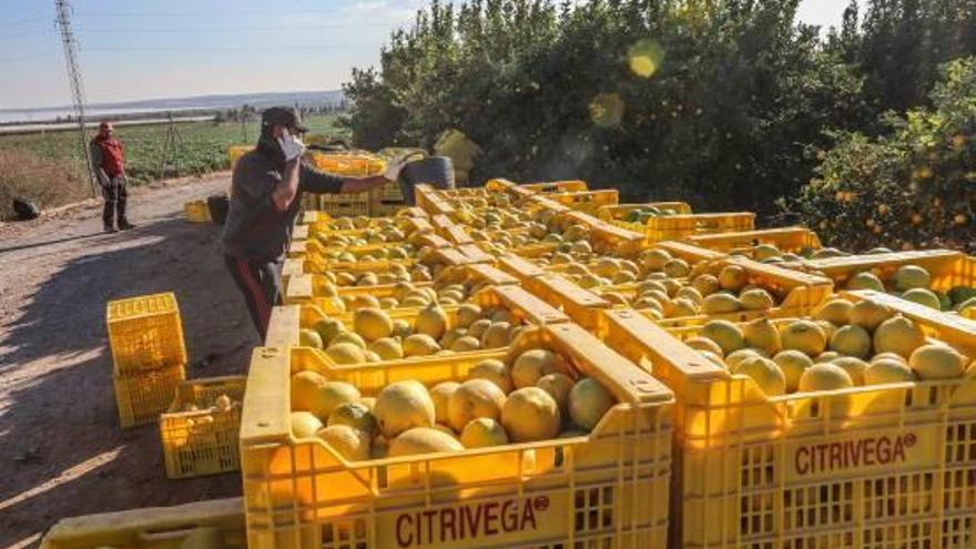 La campaña del limón arranca con precios que caen a la mitad
