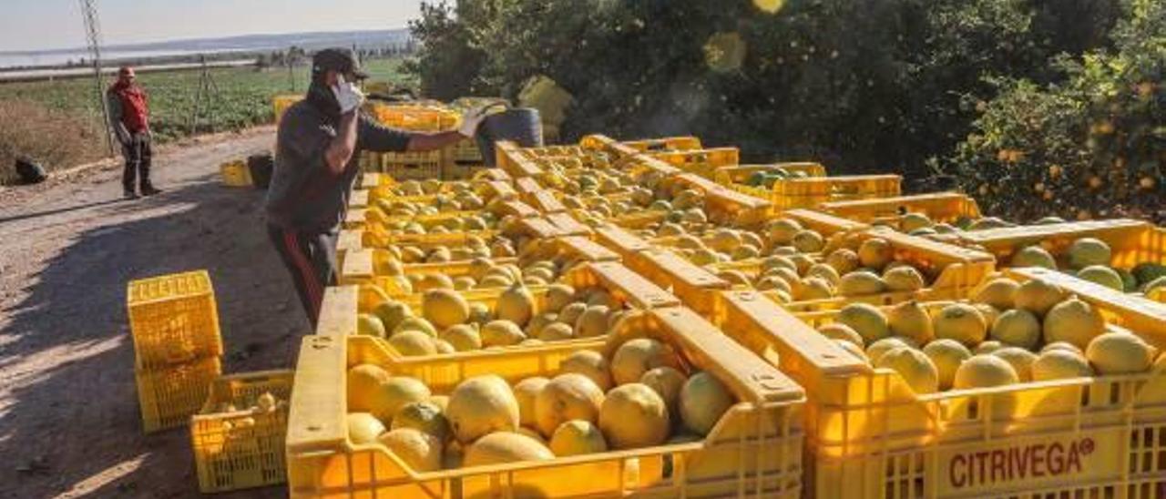 La campaña del limón arranca con precios que caen a la mitad