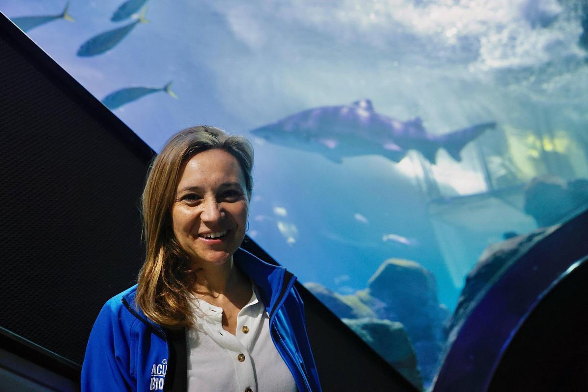Los tiburones "Currín" y "Elisa", grandes reclamos del Acuario de Gijón (en imágenes)