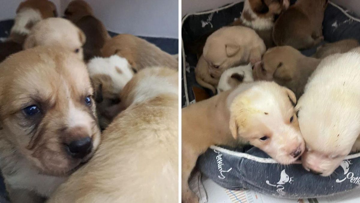 Los nueve perritos abandonados en Vigo el pasado lunes 12 de febrero
