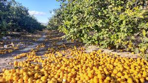 Limones por el suelo en una finca de cultivo.