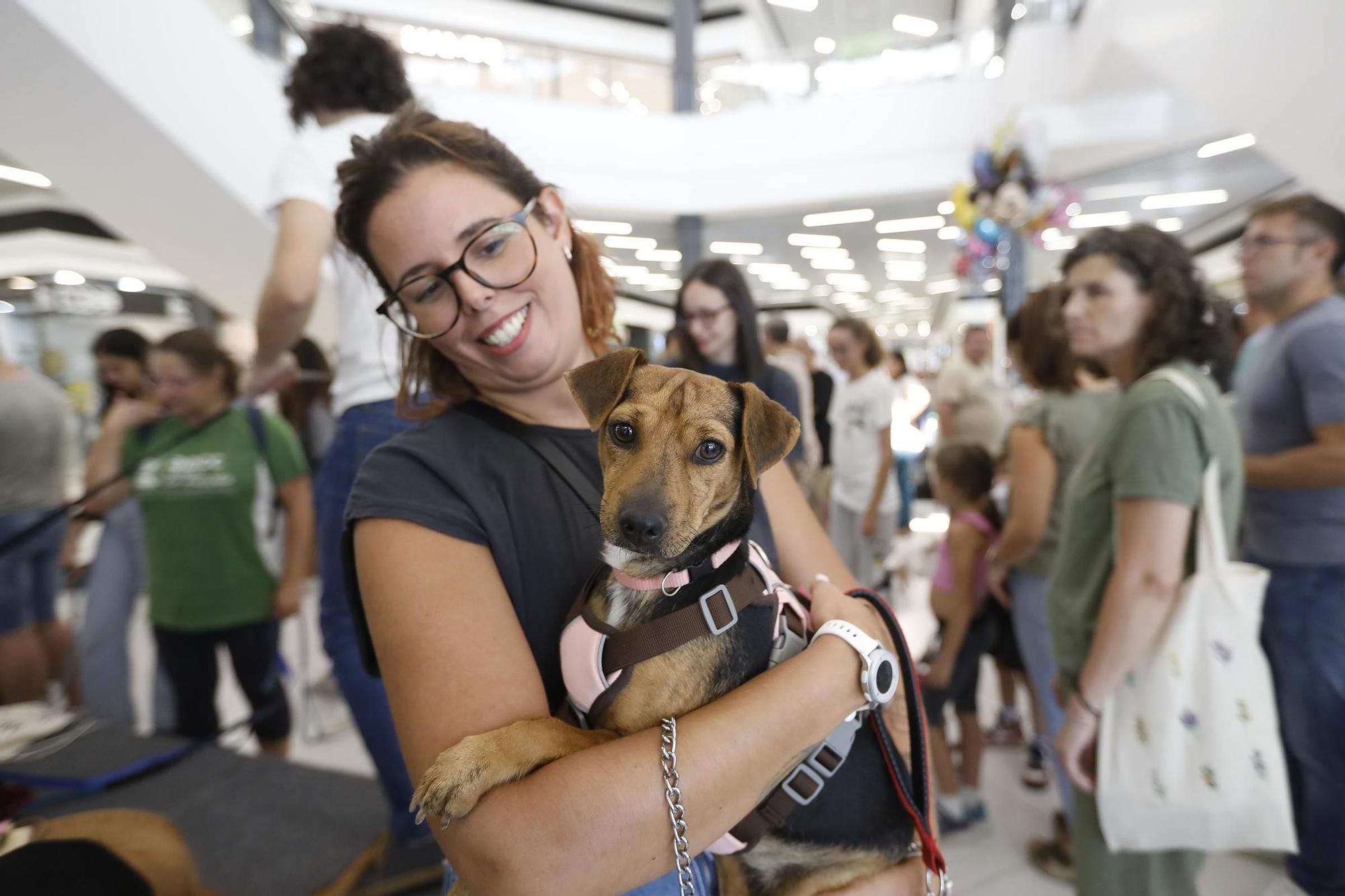 Las imágenes del desfile de perros en adopción en el Centro Comercial La Sierra