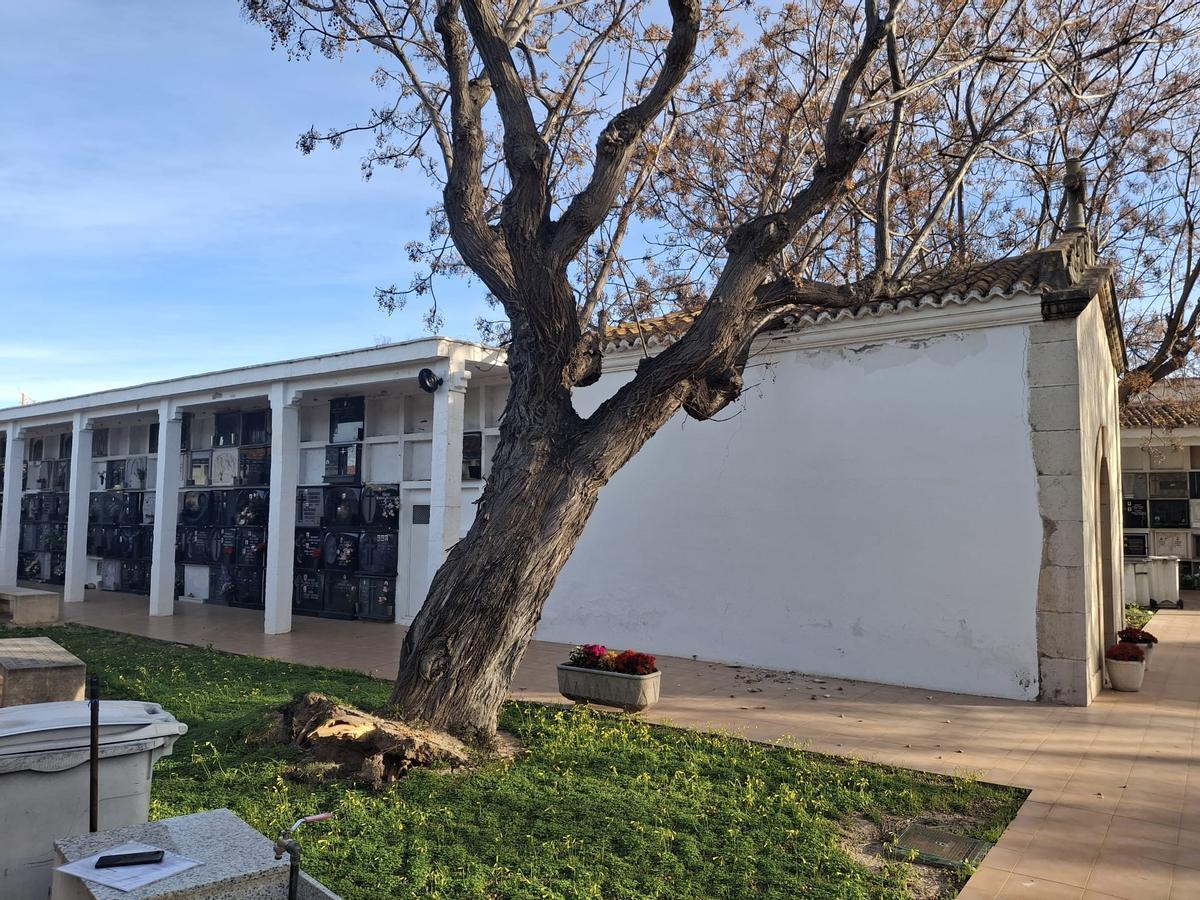 El árbol caído en el cementerio.