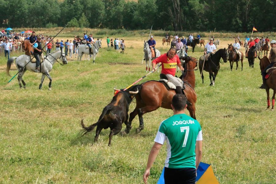 Toros bravos en Vadillo de la Guareña