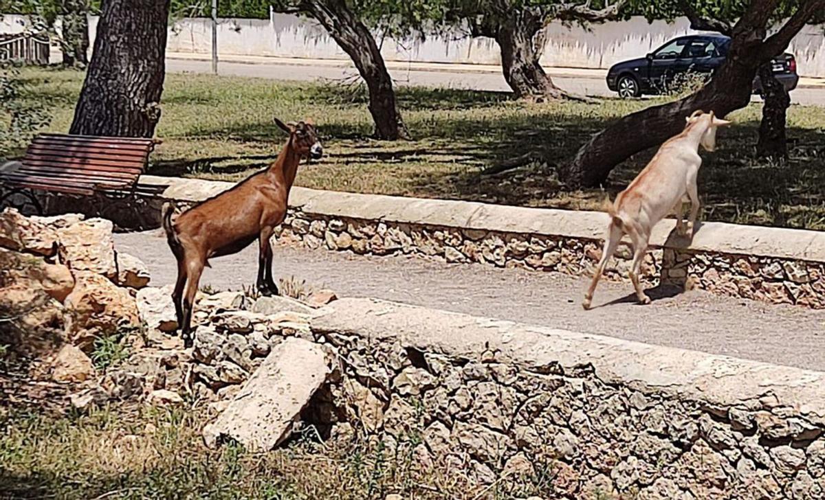 Frei laufende Ziegen werden vielerorts zur Gefahr für den Straßenverkehr.  | FOTO: DM