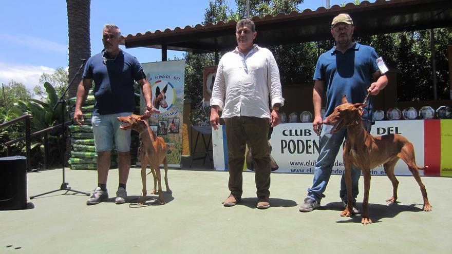 El podenco vuelve a ser protagonista en las Jornadas Cinegéticas de Gran Canaria