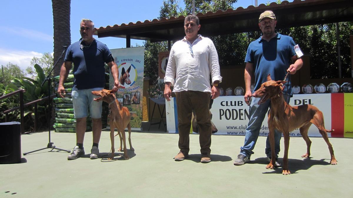 El podenco vuelve a ser protagonista en las Jornadas Cinegéticas de Gran Canaria.