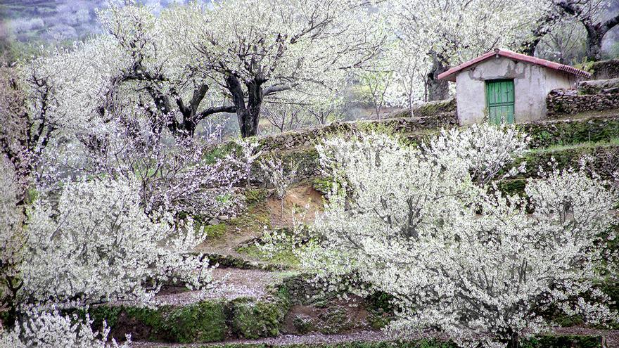 El Infoex y el historiador Ángel Olmedo, premios Cereza de Oro