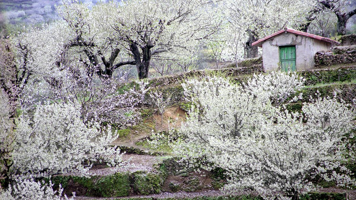 Imagen del Jerte con sus cerezos en flor.