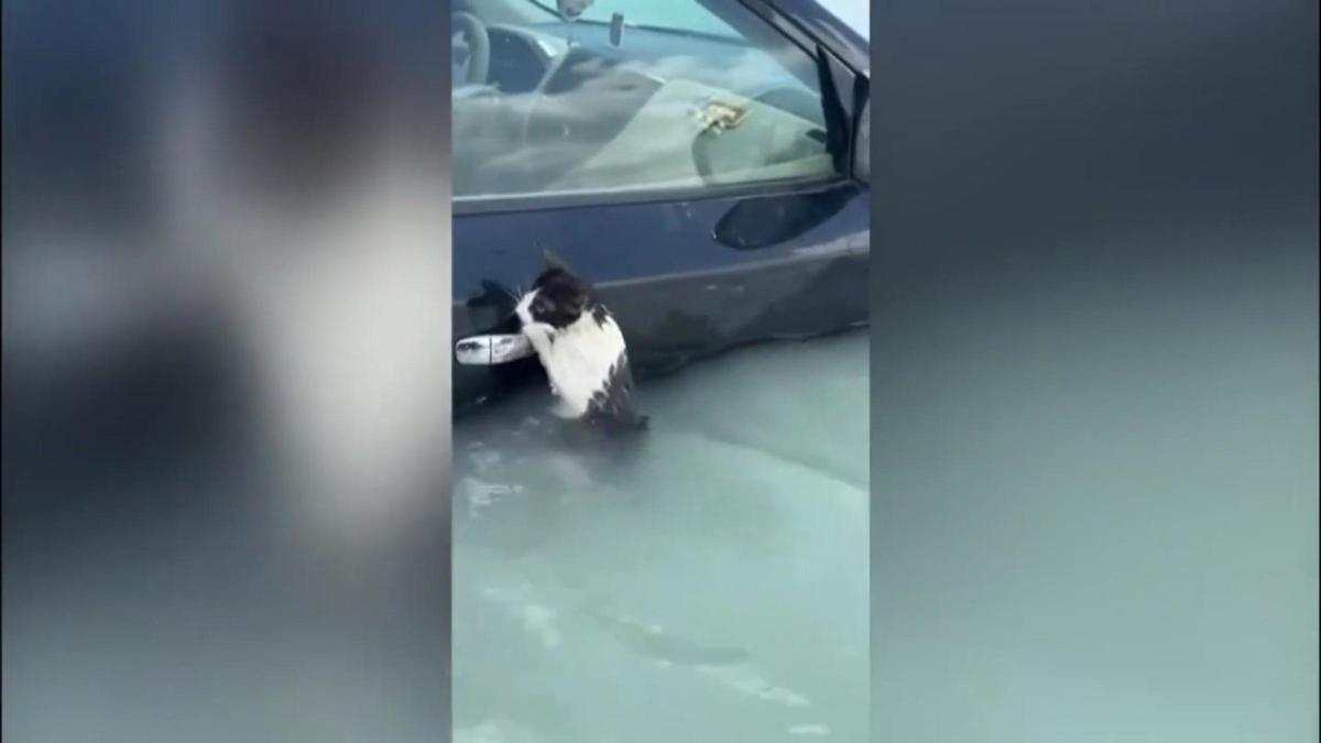 Rescatan a un gato aferrado a un coche en las inundaciones de Dubái