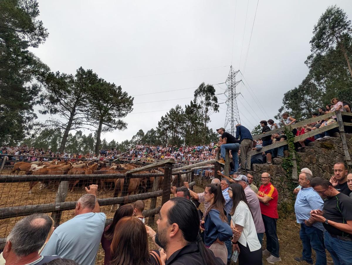 Celebración da rapa no curro de Vimianzo.