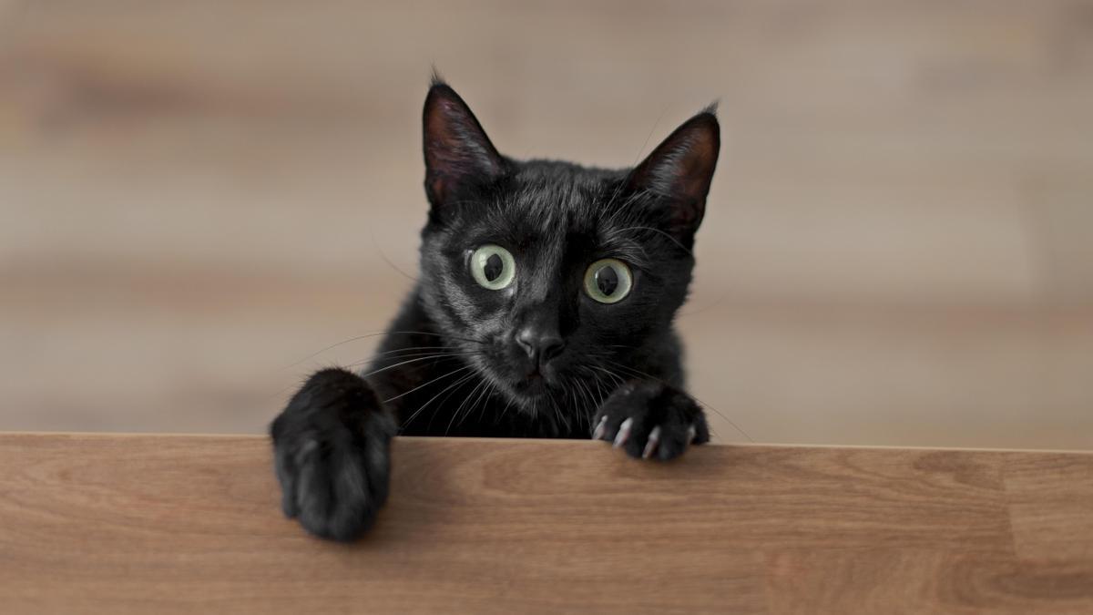 40 curiosidades de los gatos que, probablemente, no sabías