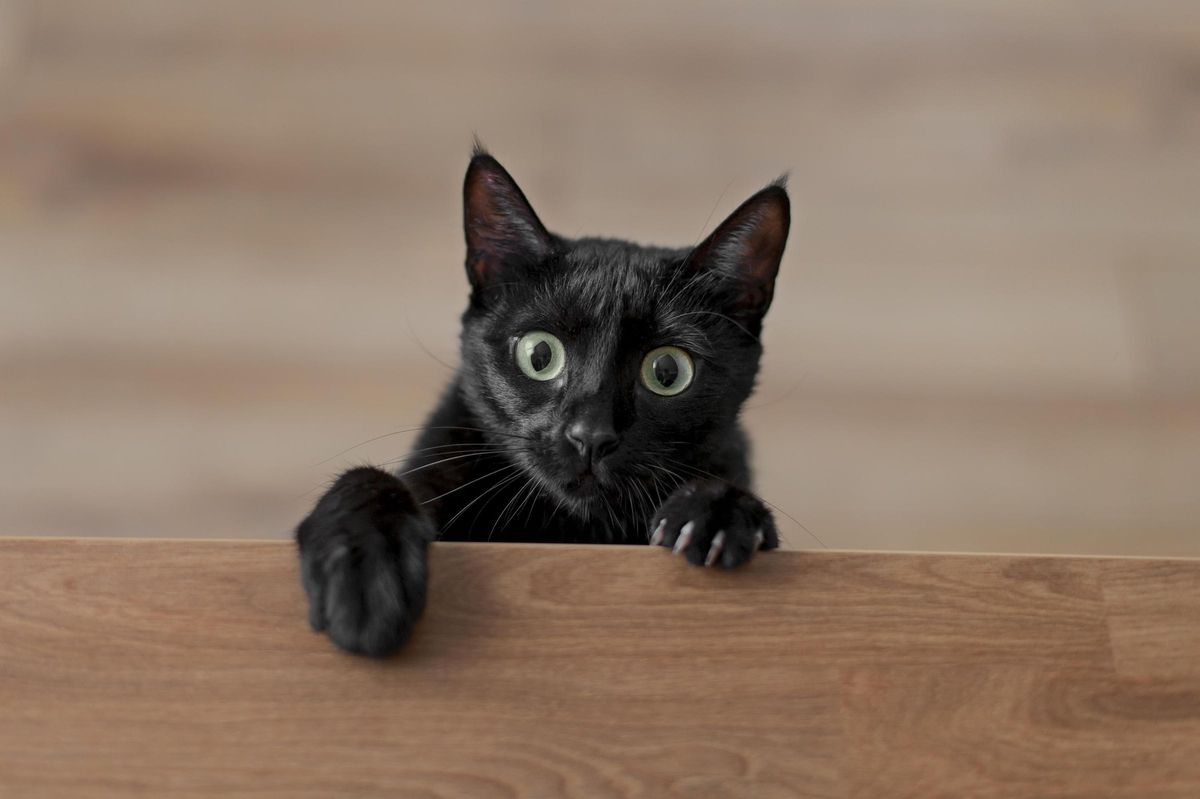 Increíble pero cierto: 15 curiosidades asombrosas sobre los gatos que cambiarán la forma en que los ves