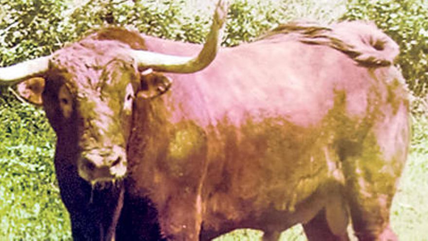 «Quite», el toro enmaromado de 2015, en una imagen tomada en la finca sevillana «La Navarra» desde la que será trasladado el martes a Benavente.