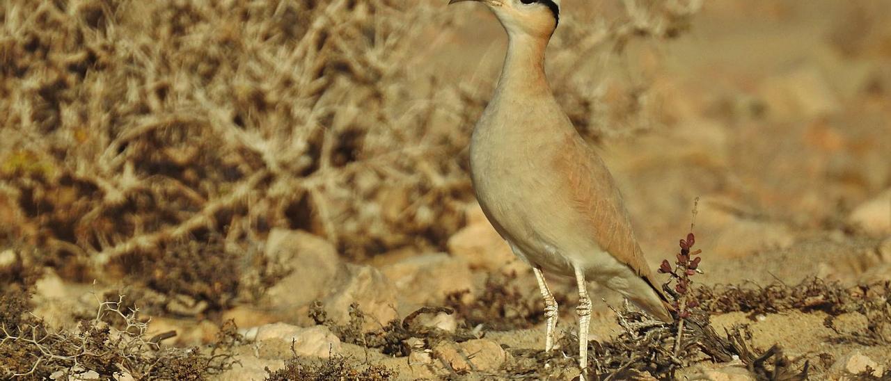 Un ejemplar del pájaro corredor sahariano que está extinto como reproductor en el sureste de la Isla. | | LP/DLP