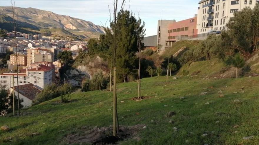 Los árboles plantados en Doña Amalia