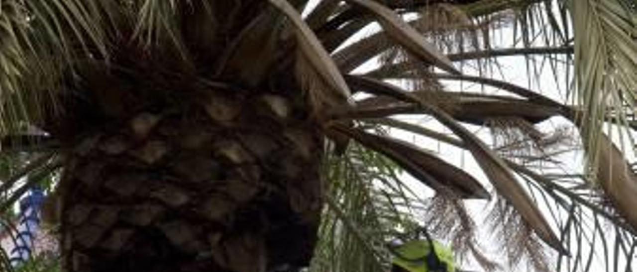 Un operario poda una palmera de Sagunt.