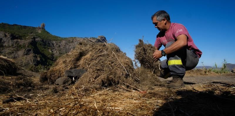 Tejeda. Carmelo Jiménez, Carbonero.  | 11/10/2019 | Fotógrafo: José Carlos Guerra