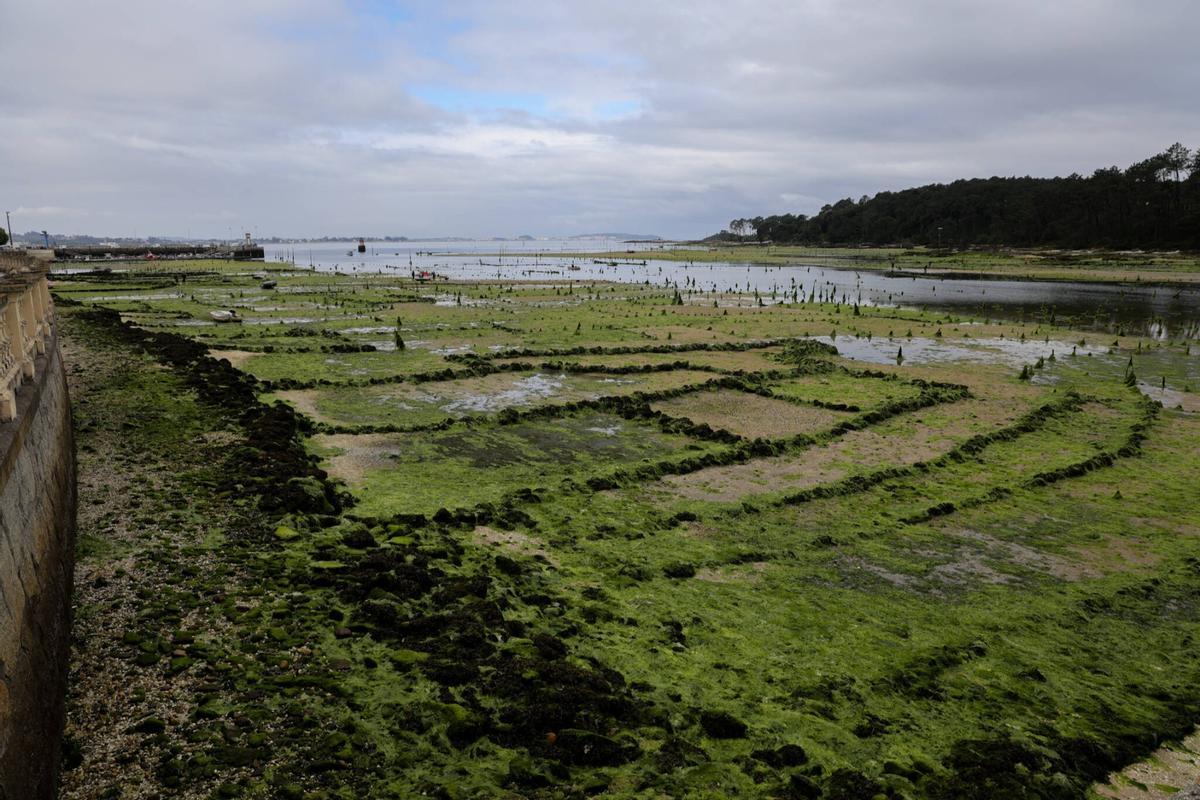 Los parques de cultivo de Carril, invadidos por un denso manto de algas.
