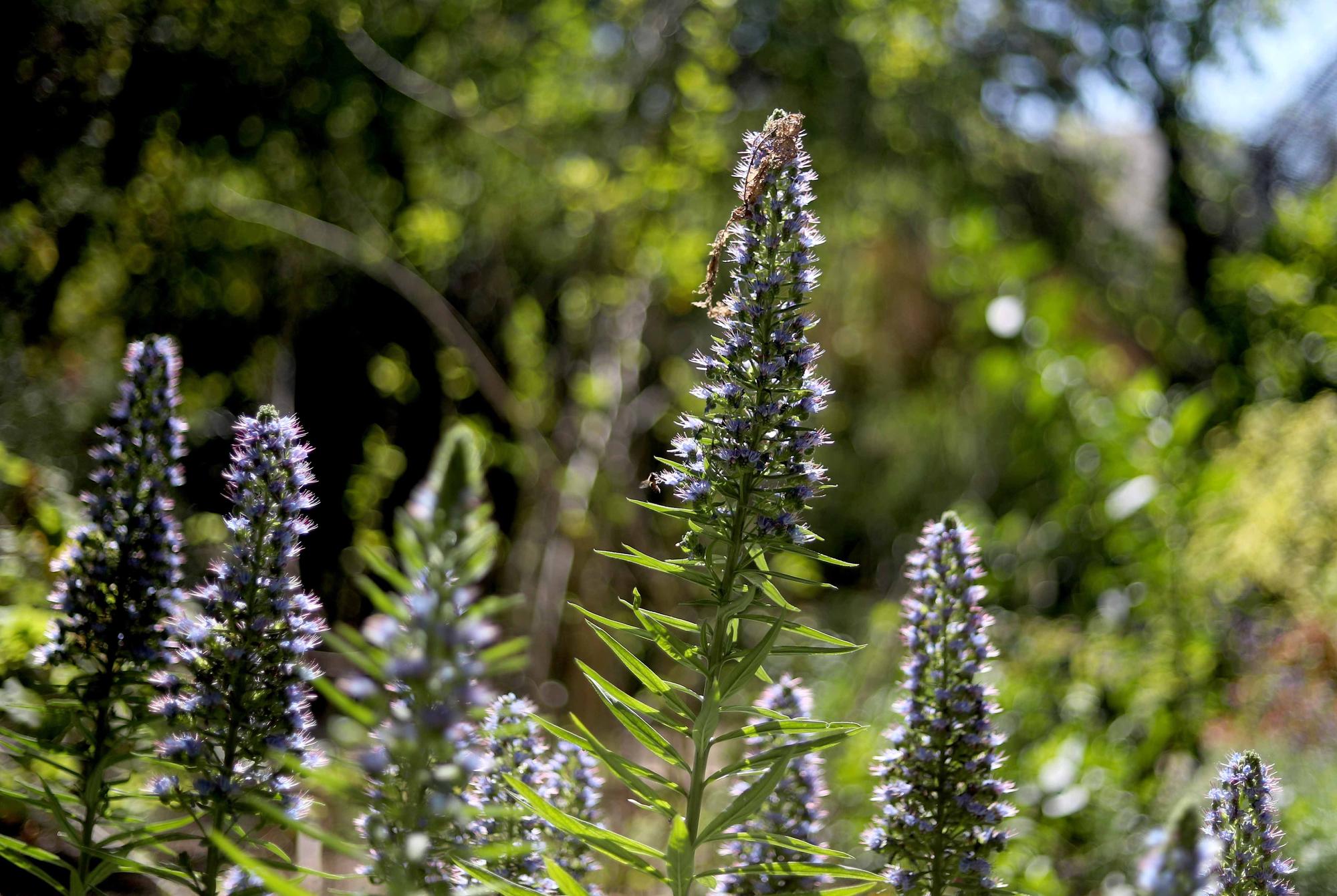 Las flores del Jardín Botánico en primavera