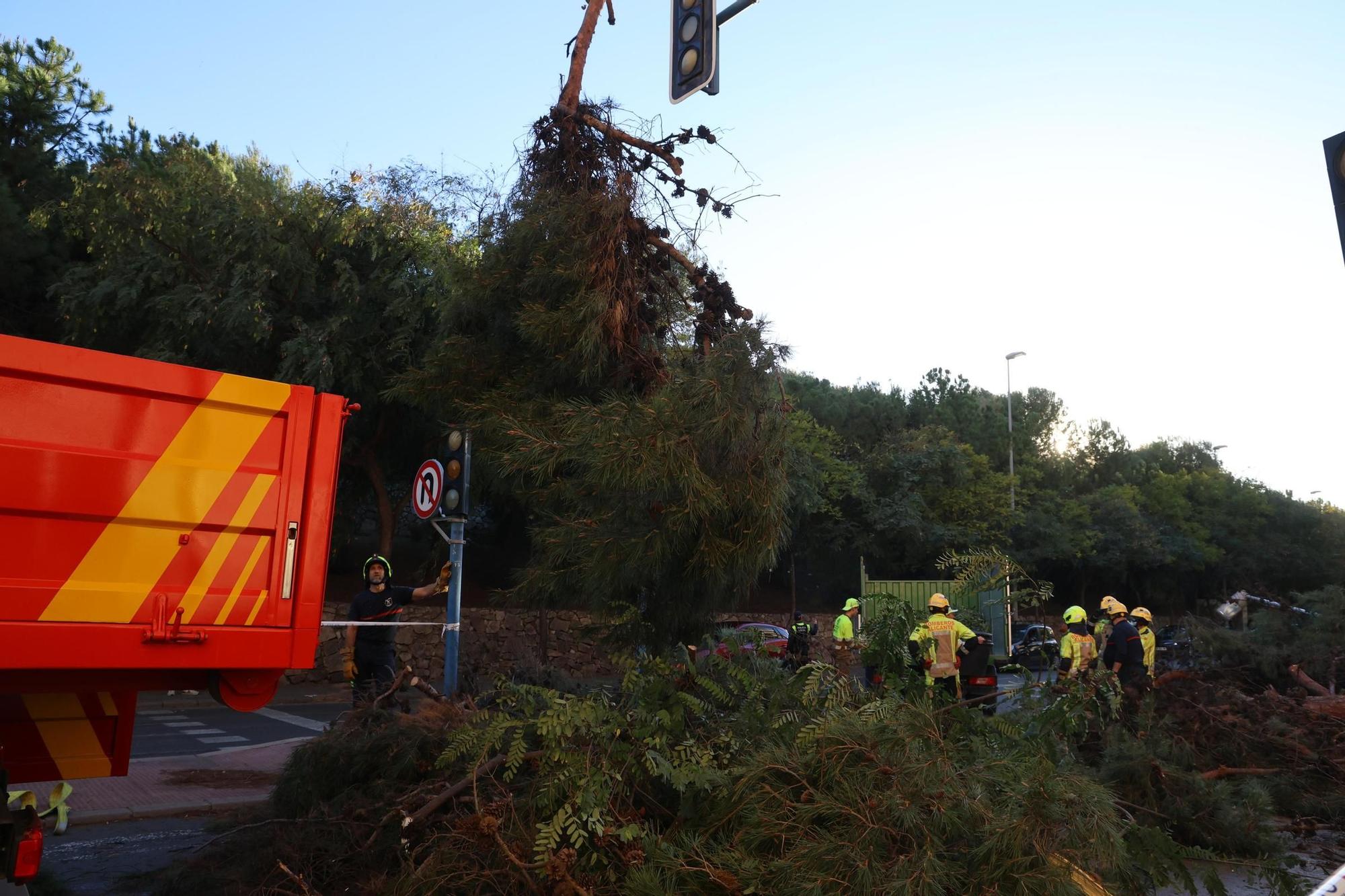 Susto al caer un árbol de grandes dimensiones sobre la calzada de la avenida Jaime II, en Alicante