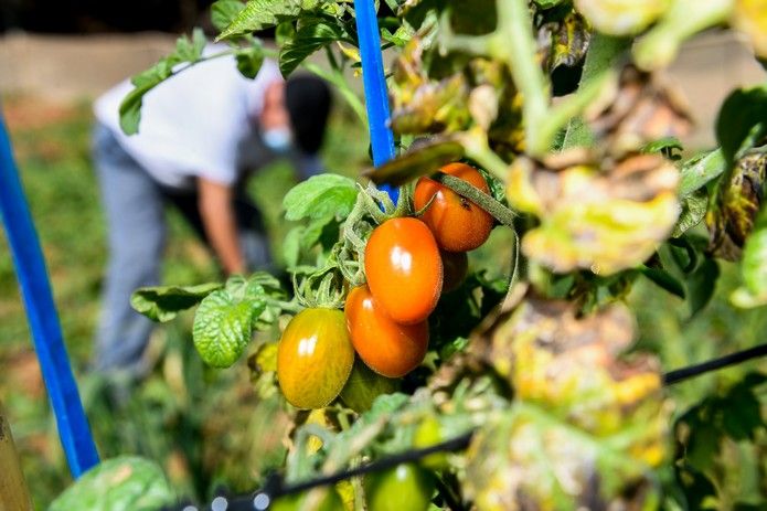 Huertos que dan la vida en Agüimes