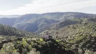 La Olivarera de Los Pedroches plantea nuevas técnicas para garantizar la sostenibilidad del olivar de sierra