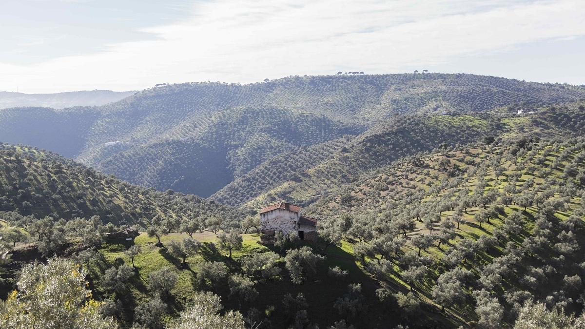 Unas jornadas abordarán el olivar de sierra en la comarca de Los Pedroches.