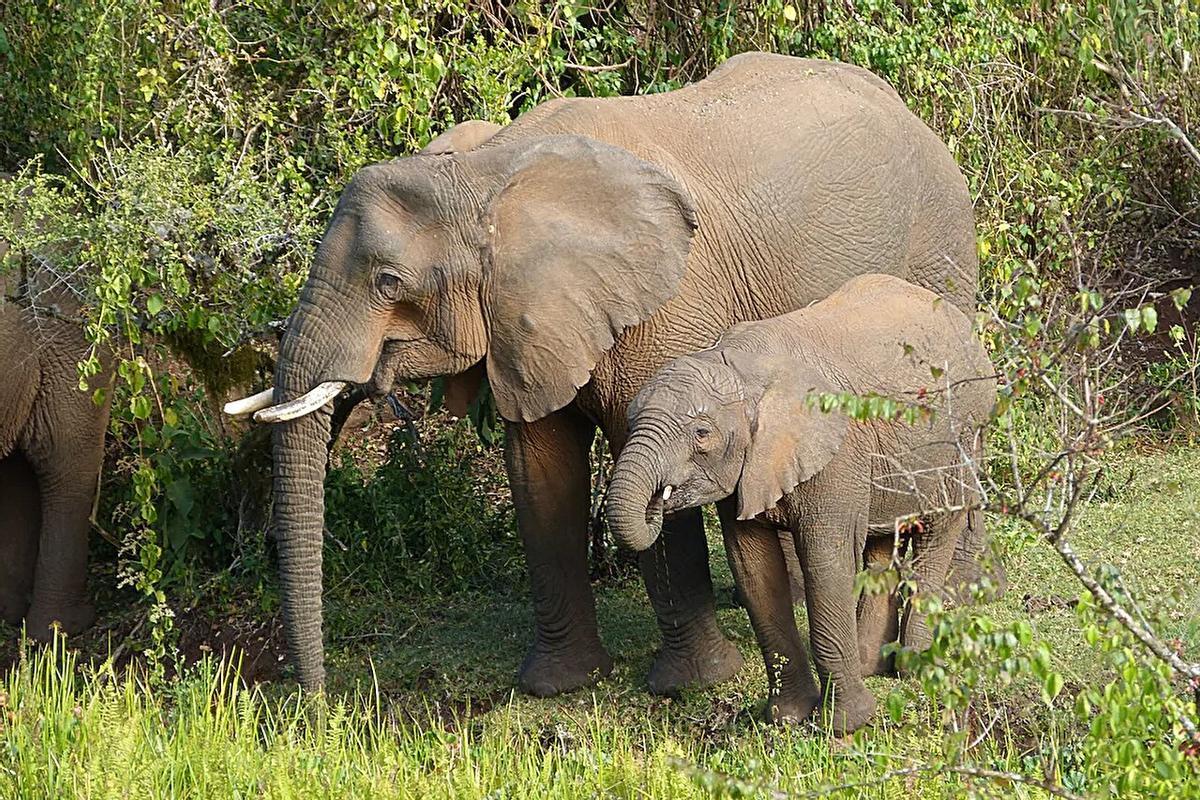 Elefante y su cría en el Monte Elgon