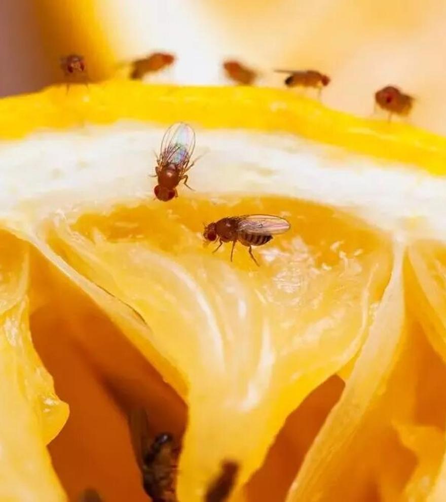 Esta planta española consigue ahuyentar a las moscas de tu casa: es infalible