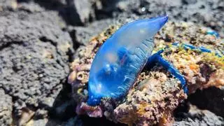 Aparecen carabelas portuguesas en varias playas de Lanzarote