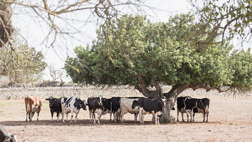 Vaques de la granja Son Bernat, proveïdora d&#039;Agama.