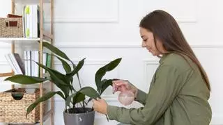 Cómo cuidar las plantas: guía básica para principiantes