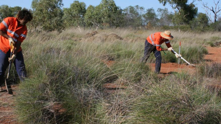 Trabajadores recogen spinifex en una plantación en Australia.