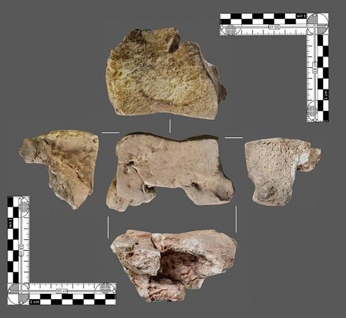 Hueso del elefante examinado, encontrado en la Colina de Los Quemados.